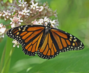 This image has an empty alt attribute; its file name is Photo-6-Stock-Photo-Monarch-Butterfly-300x246.jpg